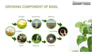 How to Grow Basil? | PPTX