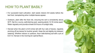 How to Grow Basil? | PPT