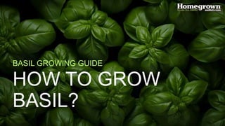 HOW TO GROW
BASIL?
BASIL GROWING GUIDE
 