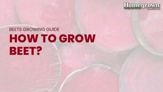 HOW TO GROW
BEET?
BEETS GROWING GUIDE
 
