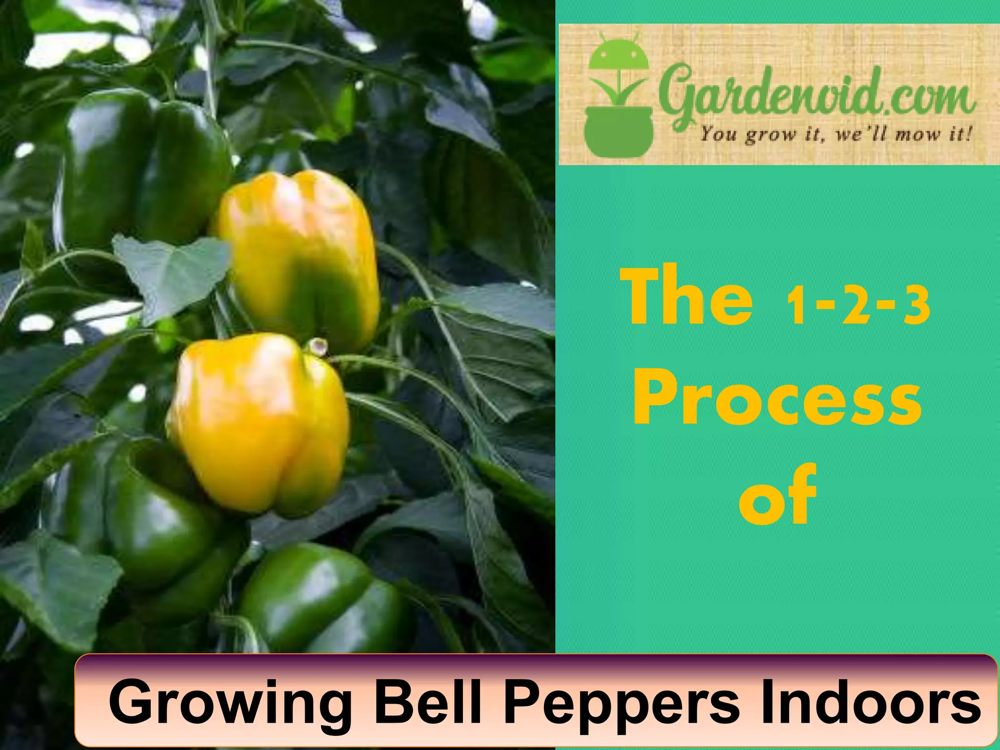 How to grow bell peppers indoors from seeds by