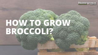 HOW TO GROW
BROCCOLI?
 