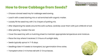 How to Grow Cabbage? | PPTX