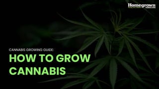 CANNABIS GROWING GUIDE:
HOW TO GROW
CANNABIS
 