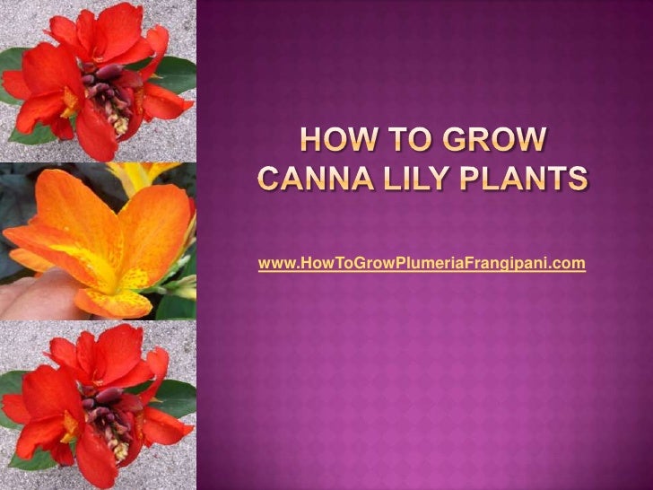 How To Grow Canna Lily Plants