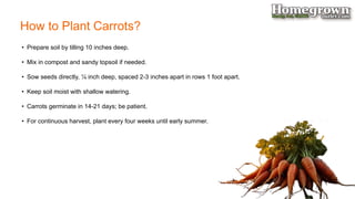 Carrots Growing Guide - How to Grow Carrots? PPTX