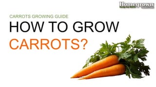 HOW TO GROW
CARROTS?
CARROTS GROWING GUIDE
 
