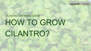 HOW TO GROW
CILANTRO?
CILANTRO GROWING GUIDE
 