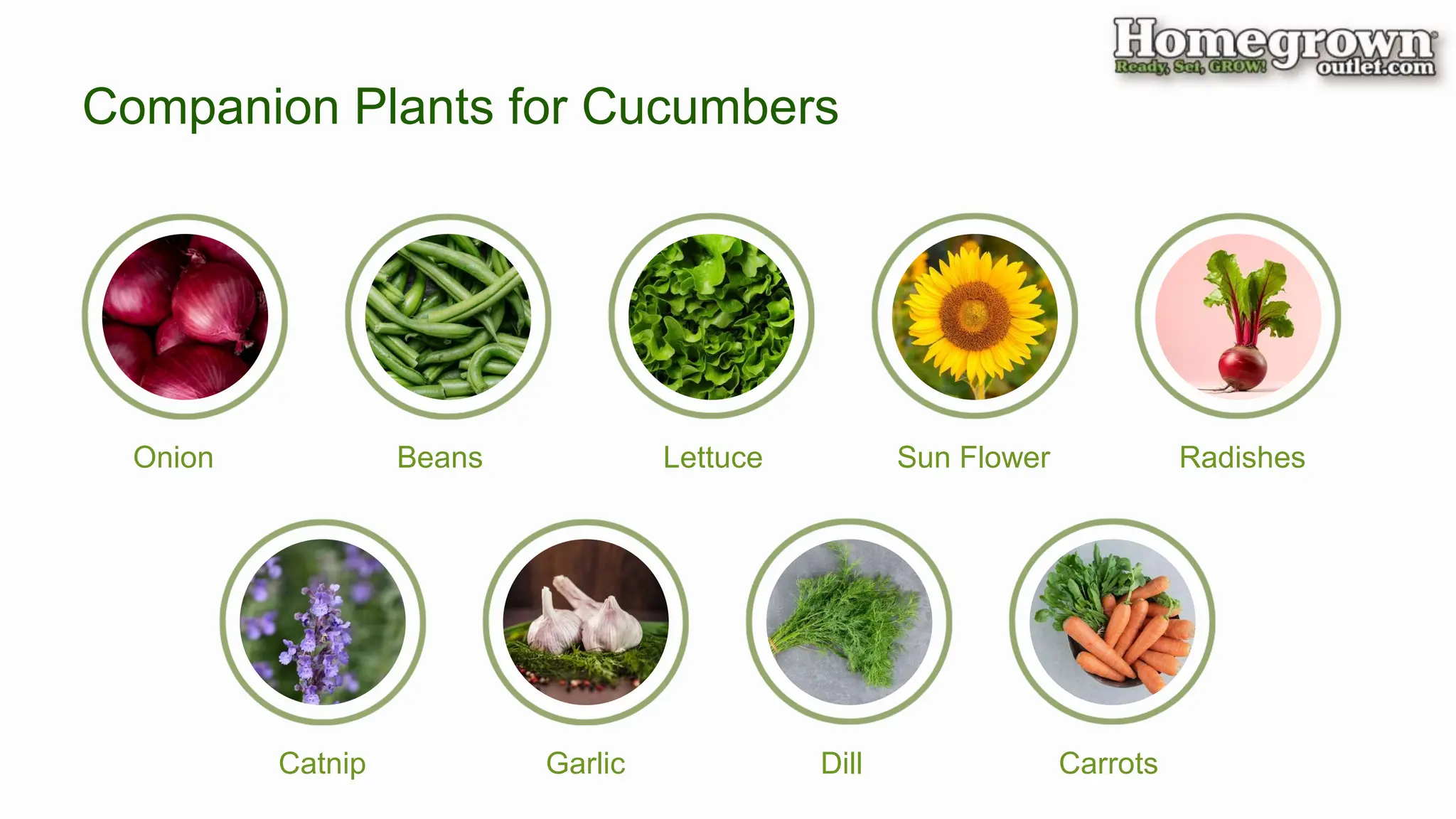 Companion Plants for Cucumbers
Onion Beans Lettuce Sun Flower Radishes
Catnip Garlic Dill Carrots
 