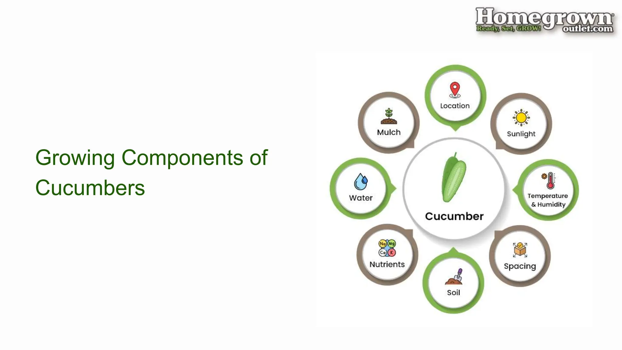 Growing Components of
Cucumbers
 