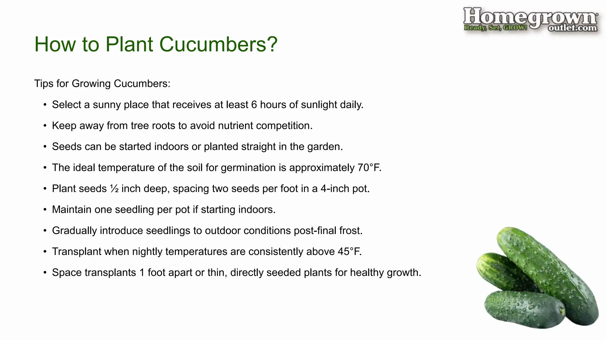 Tips for Growing Cucumbers:
• Select a sunny place that receives at least 6 hours of sunlight daily.
• Keep away from tree roots to avoid nutrient competition.
• Seeds can be started indoors or planted straight in the garden.
• The ideal temperature of the soil for germination is approximately 70°F.
• Plant seeds ½ inch deep, spacing two seeds per foot in a 4-inch pot.
• Maintain one seedling per pot if starting indoors.
• Gradually introduce seedlings to outdoor conditions post-final frost.
• Transplant when nightly temperatures are consistently above 45°F.
• Space transplants 1 foot apart or thin, directly seeded plants for healthy growth.
How to Plant Cucumbers?
 