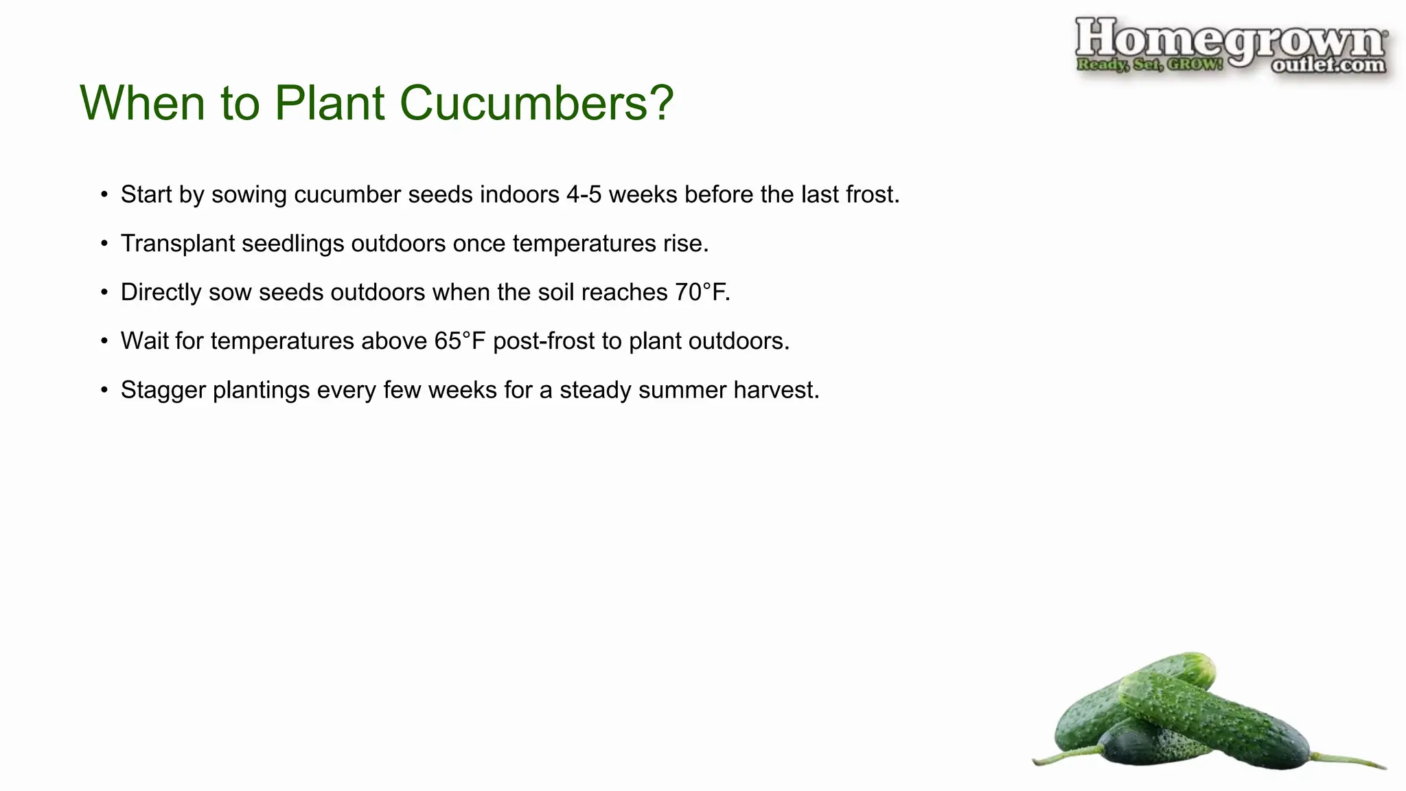 • Start by sowing cucumber seeds indoors 4-5 weeks before the last frost.
• Transplant seedlings outdoors once temperatures rise.
• Directly sow seeds outdoors when the soil reaches 70°F.
• Wait for temperatures above 65°F post-frost to plant outdoors.
• Stagger plantings every few weeks for a steady summer harvest.
When to Plant Cucumbers?
 