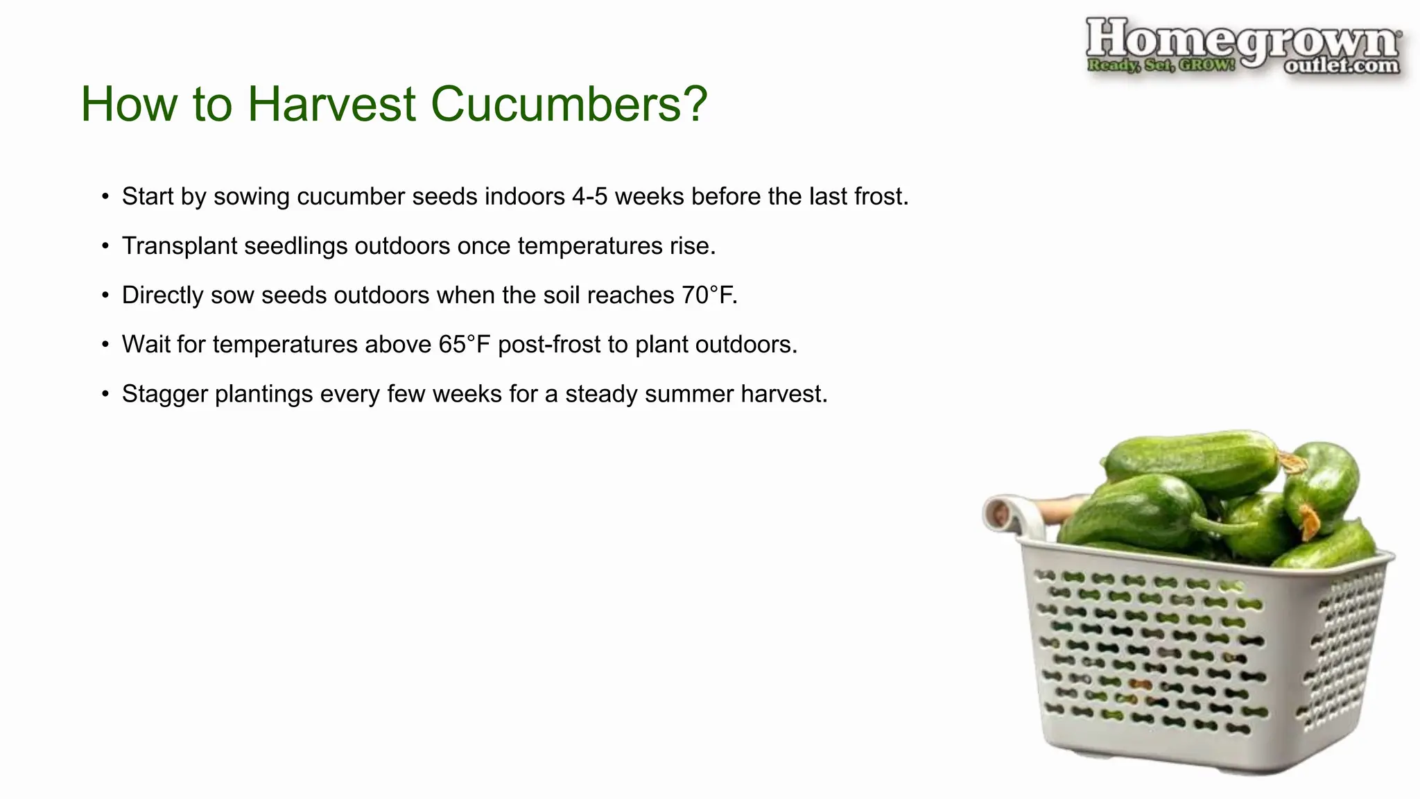 • Start by sowing cucumber seeds indoors 4-5 weeks before the last frost.
• Transplant seedlings outdoors once temperatures rise.
• Directly sow seeds outdoors when the soil reaches 70°F.
• Wait for temperatures above 65°F post-frost to plant outdoors.
• Stagger plantings every few weeks for a steady summer harvest.
How to Harvest Cucumbers?
 