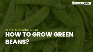 HOW TO GROW GREEN
BEANS?
BEANS GROWING GUIDE
 