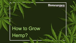 How to Grow
Hemp?
 
