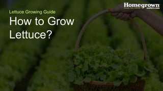 How to Grow
Lettuce?
Lettuce Growing Guide
 