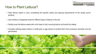 how to grow lettuce from seed - Homegrown Outlet | PPTX