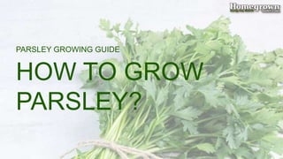 HOW TO GROW
PARSLEY?
PARSLEY GROWING GUIDE
 