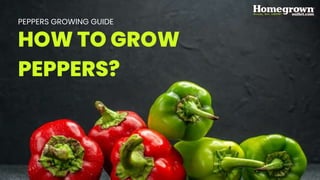 HOW TO GROW
PEPPERS?
PEPPERS GROWING GUIDE
 