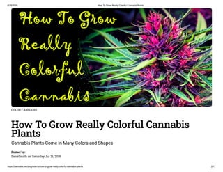 8/29/2020 How To Grow Really Colorful Cannabis Plants
https://cannabis.net/blog/how-to/how-to-grow-really-colorful-cannabis-plants 2/17
COLOR CANNABIS
How To Grow Really Colorful Cannabis
Plants
Cannabis Plants Come in Many Colors and Shapes
Posted by:
DanaSmith on Saturday Jul 21, 2018
 