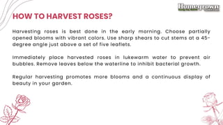 How to Grow Rose? | PDF