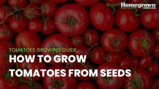 HOW TO GROW
TOMATOES FROM SEEDS
TOMATOES GROWING GUIDE
 