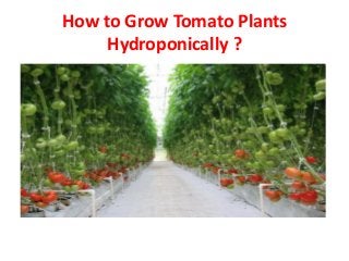 How to Grow Tomato Plants
Hydroponically ?
 