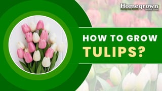 TULIPS?
HOW TO GROW
 