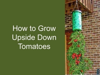 How to Grow Upside Down Tomatoes 