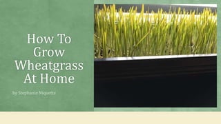 How To
Grow
Wheatgrass
At Home
by Stephanie Niquette
 