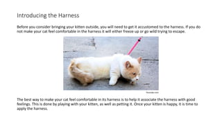Introducing the Harness
Before you consider bringing your kitten outside, you will need to get it accustomed to the harness. If you do
not make your cat feel comfortable in the harness it will either freeze up or go wild trying to escape.
The best way to make your cat feel comfortable in its harness is to help it associate the harness with good
feelings. This is done by playing with your kitten, as well as petting it. Once your kitten is happy, it is time to
apply the harness.
Youtube.com
 