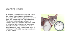 Beginning to Walk
At this point, your kitten is securely in its harness
and is ready to begin walking. Although, just
because your kitten is secure, does not mean that
it still feels comfortable after all of the struggle.
Prior to taking it outside, you will want to
continue giving your kitten the affection it needs
to feel comfortable in its harness. You need to
play with your kitten while its in it’s harness
within your living space. Once your cat seems to
walk around comfortably, you may now attempt
to take it outside.
 