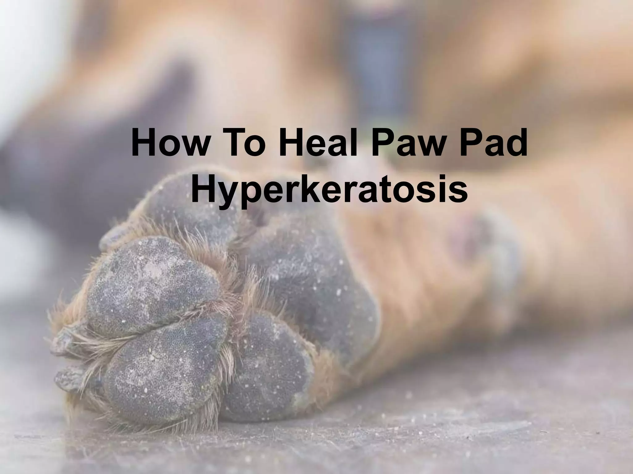 How to heal paw pad hyperkeratosis PPT