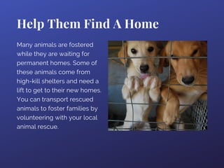 Help Them Find A Home
Many animals are fostered
while they are waiting for
permanent homes. Some of
these animals come from
high-kill shelters and need a
lift to get to their new homes.
You can transport rescued
animals to foster families by
volunteering with your local
animal rescue.
 