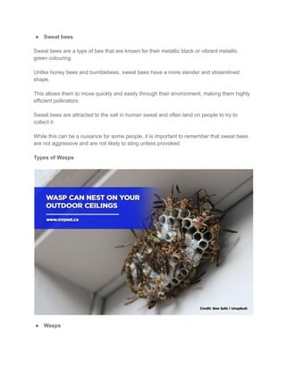 How to Identify Bees and Wasps.pdf