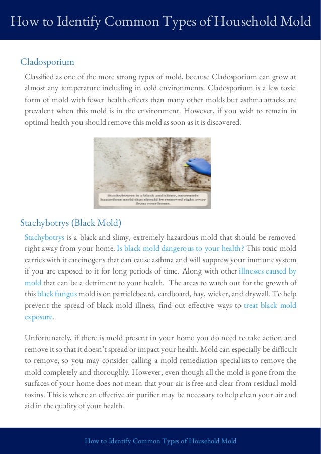 How to Identify Common Types of Household Mold