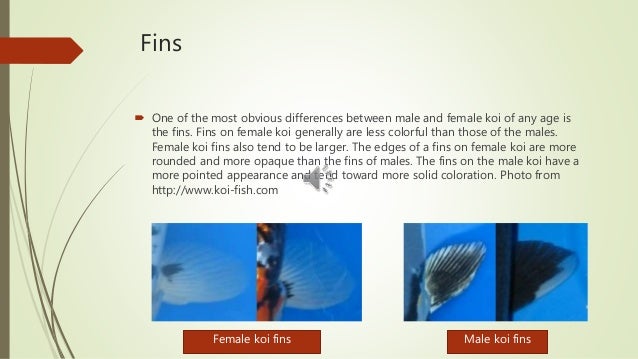 How to identify male and female koi fish