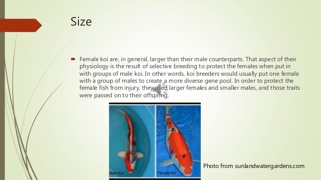 How to identify male and female koi fish