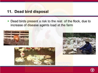PrecautionsPrecautions
 Remove dead birdsRemove dead birds
as soon as possibleas soon as possible
 Dispose dead birds ...