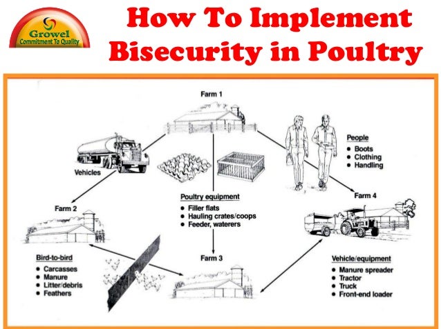 How To Implement Bio-Security in Poultry