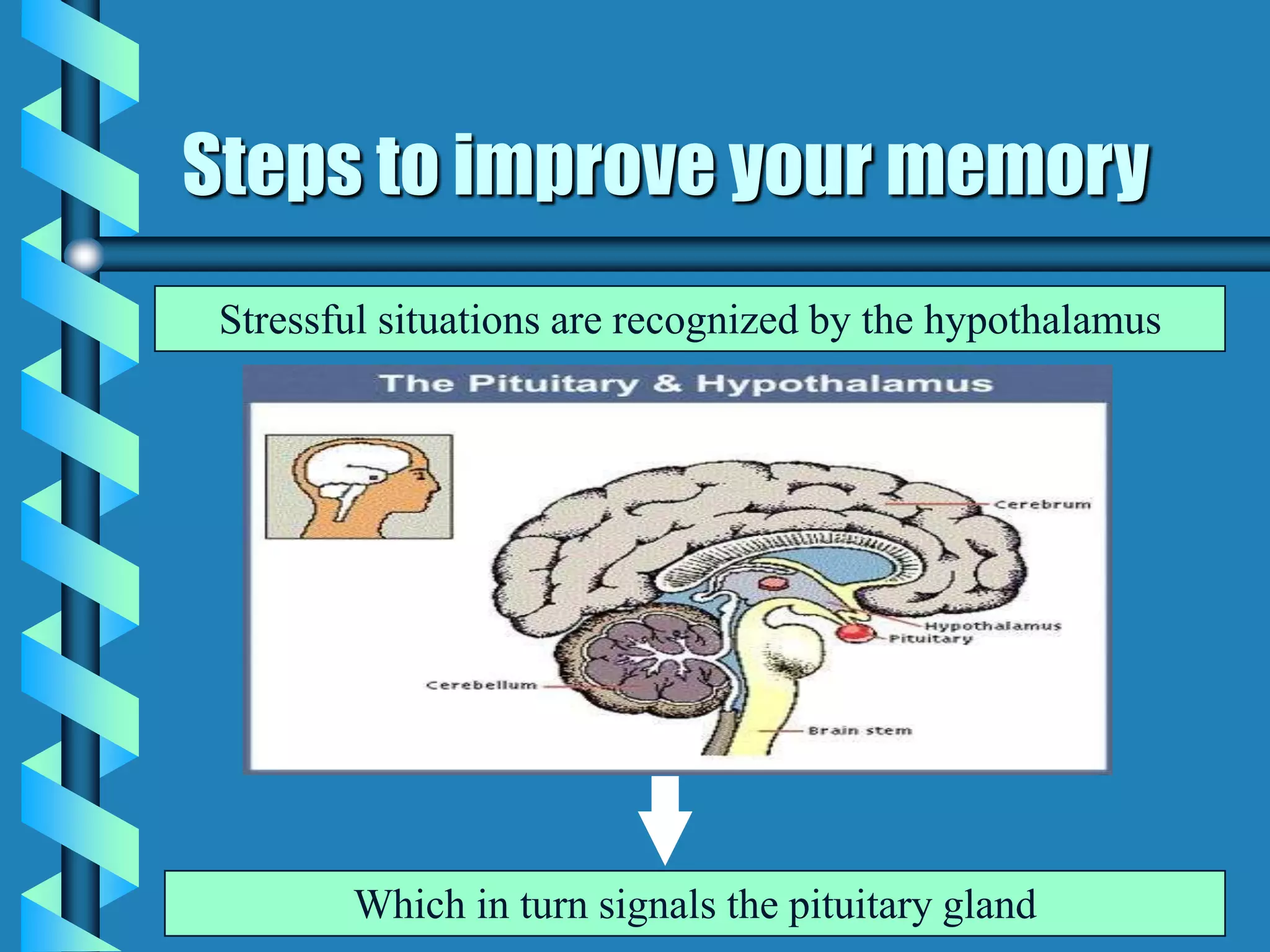 Steps to improve your memory
Stressful situations are recognized by the hypothalamus
Which in turn signals the pituitary gland
 