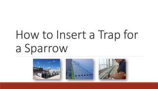 How to Insert a Trap for a Sparrow  