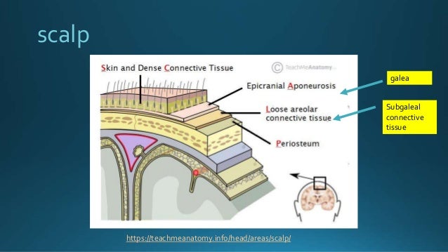 scalp
galea
Subgaleal
connective
tissue
https://teachmeanatomy.info/head/areas/scalp/
 