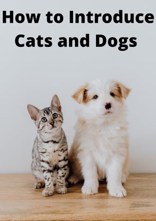 How to Introduce
Cats and Dogs
 