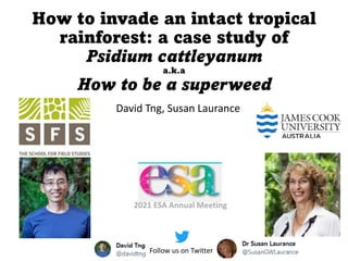 How to invade an intact tropical
rainforest: a case study of
Psidium cattleyanum
a.k.a
How to be a superweed
David Tng, Susan Laurance
Follow us on Twitter
2021 ESA Annual Meeting
 