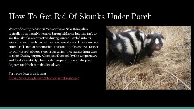 How To Keep Skunks Away From Lawn