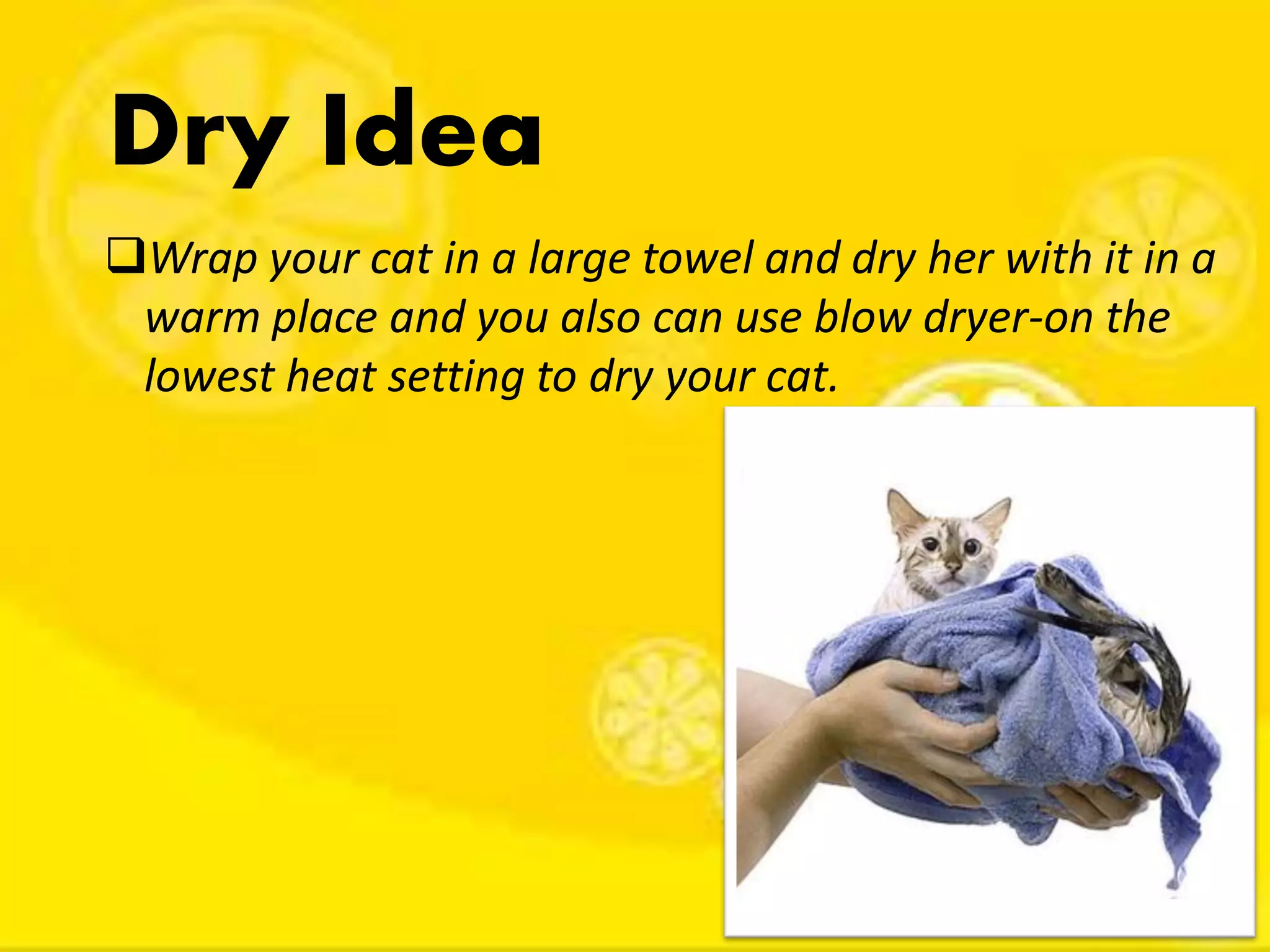 Dry Idea
Wrap your cat in a large towel and dry her with it in a
warm place and you also can use blow dryer-on the
lowest heat setting to dry your cat.
 