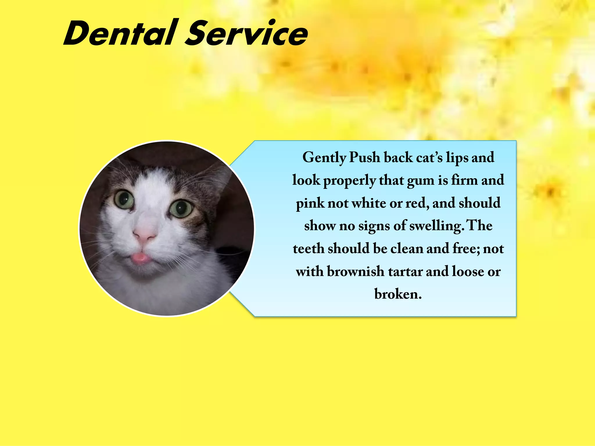 Dental Service
 