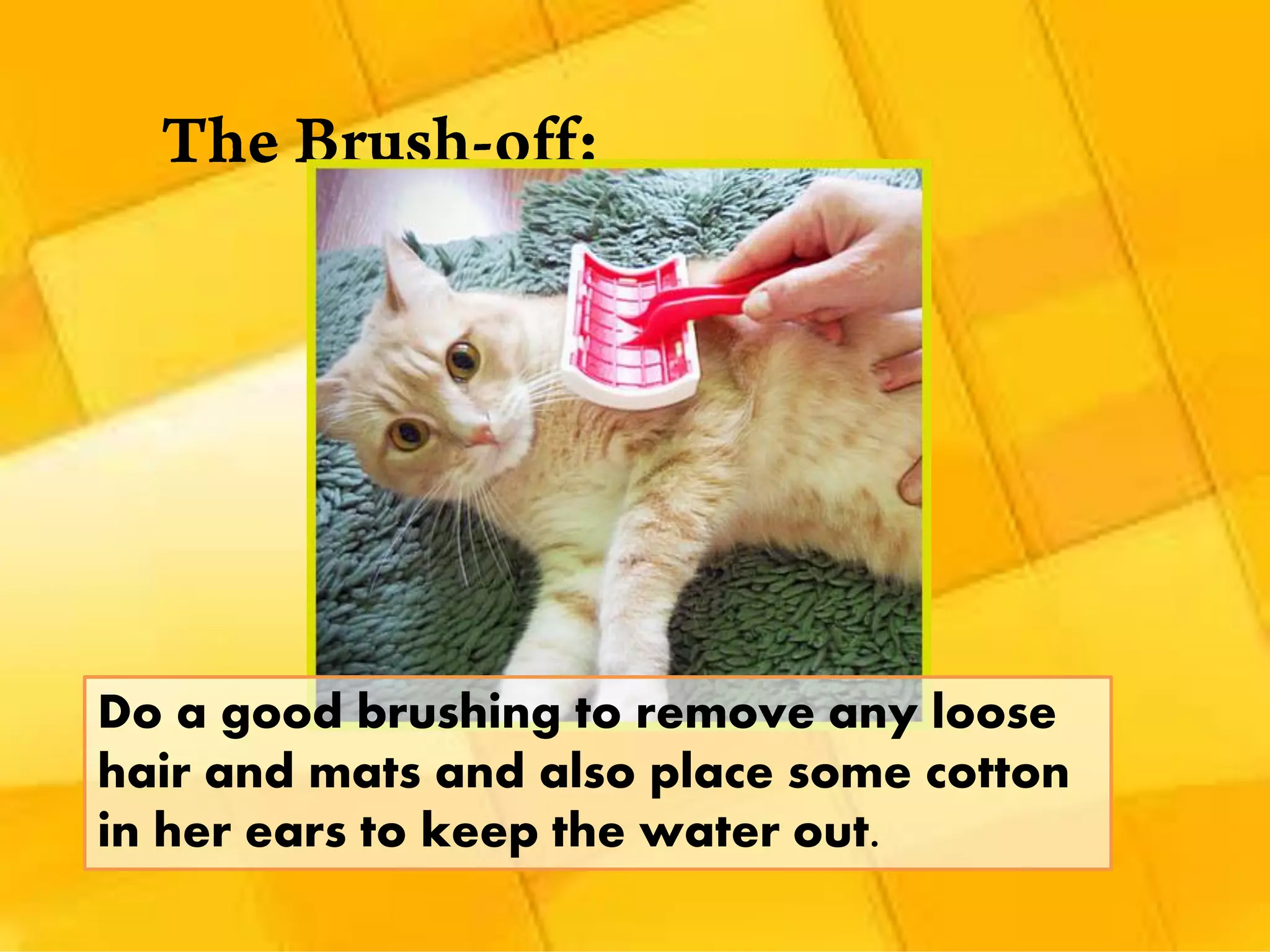 Do a good brushing to remove any loose
hair and mats and also place some cotton
in her ears to keep the water out.
 