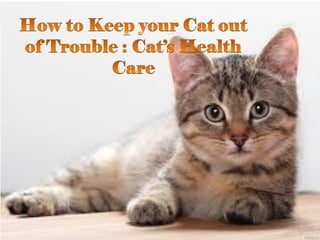 How To Keep Your Cat Out Of Trouble